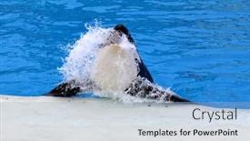  Presentation with killer whale - Slide deck featuring san-diego-ca-june-18 background and a light blue colored foreground