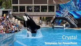  Presentation with killer whale - Cool new theme with san-diego-ca-june-18 backdrop and a teal colored foreground