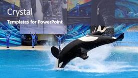 Presentation with killer whale - PPT layouts enhanced with san-diego-ca-june-18 background and a gray colored foreground