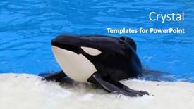  Presentation with killer whale - Amazing slide deck having san-diego-ca-june-18 backdrop and a teal colored foreground
