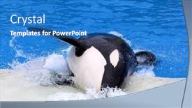  Presentation with killer whale - Beautiful PPT layouts featuring san-diego-ca-june-18 backdrop and a teal colored foreground