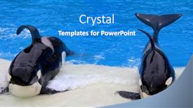  Presentation with killer whale - Slide deck with san-diego-ca-june-18 background and a teal colored foreground