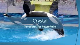  Presentation with killer whale - Colorful PPT theme enhanced with san-diego-ca-june-18 backdrop and a ocean colored foreground
