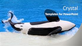  Presentation with killer whale - Audience pleasing slide deck consisting of san-diego-ca-june-18 backdrop and a teal colored foreground