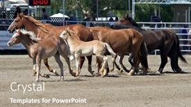  Presentation with viejo - 