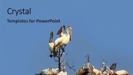  Presentation with andhra pradesh - PPT theme featuring sanctuary in andhra pradesh india background and a teal colored foreground