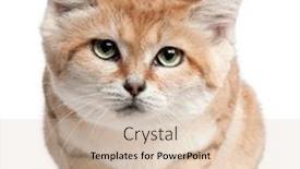  Presentation with white sand - Theme having sand-cat-felis-margarita-17 background and a lemonade colored foreground