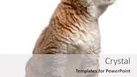  Presentation with white sand - Audience pleasing PPT layouts consisting of sand-cat-felis-margarita-17 backdrop and a light gray colored foreground