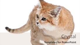  Presentation with walking cat - Cool new theme with sand-cat-felis-margarita-17 backdrop and a soft green colored foreground