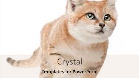  Presentation with walking cat - Cool new PPT theme with sand-cat-felis-margarita-17 backdrop and a lemonade colored foreground