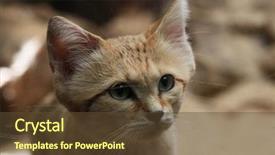  Presentation with cat - Amazing presentation design having sand cat felis margarita also backdrop and a tawny brown colored foreground