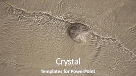  Presentation with sand quarrying - Slide set enhanced with sand dollar in the sea background and a coral colored foreground