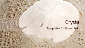  Presentation with sand - Audience pleasing presentation design consisting of sand dollar on wet sand backdrop and a lemonade colored foreground