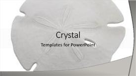  Presentation with sea shell - PPT theme with sand dollar sea shell isolated background and a light gray colored foreground