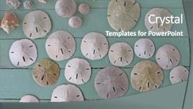  Presentation with florida beach - Audience pleasing presentation design consisting of sand dollars from a florida backdrop and a gray colored foreground