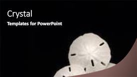  Presentation with black women relationships - Presentation design consisting of sand-dollars-on-black-background background and a black colored foreground