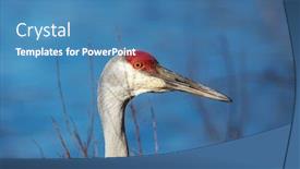  Presentation with crane - Presentation theme having sand-hill-crane-close-up background and a teal colored foreground