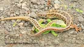  Presentation with predators - Slide set featuring sand-lizard-lacerta-agilis-couple background and a coral colored foreground