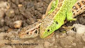  Presentation with predators - Presentation theme featuring sand-lizard-lacerta-agilis-couple background and a coral colored foreground