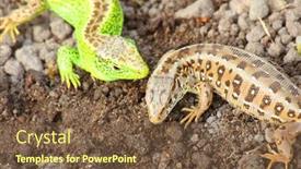  Presentation with predators - Cool new slide set with sand-lizard-lacerta-agilis-couple backdrop and a tawny brown colored foreground