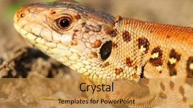  Presentation with animals nature - Presentation theme featuring sand lizard lacerta agilis female background and a gold colored foreground