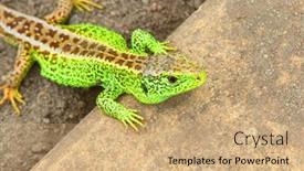  Presentation with gardens - Beautiful PPT theme featuring sand-lizard-lacerta-agilis-male backdrop and a coral colored foreground