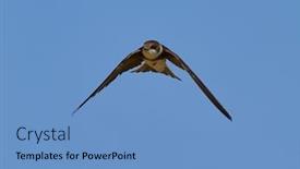 Presentation with sky blue - Beautiful slides featuring sand-martin-flying-against backdrop and a teal colored foreground