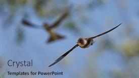  Presentation with sky blue - Cool new slides with sand-martin-flying-against backdrop and a light blue colored foreground