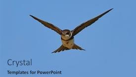  Presentation with sky blue - Theme enhanced with sand-martin-flying-against background and a light blue colored foreground