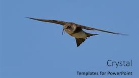  Presentation with sky blue - Cool new slides with sand-martin-flying-against backdrop and a teal colored foreground