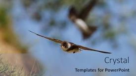  Presentation with sky blue - Amazing PPT layouts having sand-martin-flying-against backdrop and a light blue colored foreground