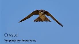  Presentation with sky blue - PPT layouts with sand-martin-flying-against background and a light blue colored foreground