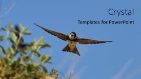  Presentation with flight - Amazing presentation theme having sand-martin-riparia-riparia-captured backdrop and a teal colored foreground