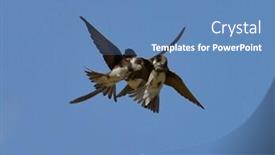  Presentation with sand - Colorful PPT layouts enhanced with sand-martin-riparia-riparia-captured backdrop and a teal colored foreground