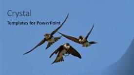  Presentation with flight - Slides having sand-martin-riparia-riparia-captured background and a teal colored foreground