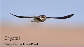  Presentation with sand - PPT theme with sand-martin-riparia-riparia-captured background and a coral colored foreground