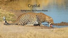  Presentation with south africa - Presentation theme consisting of sand nature reserve south africa background and a gold colored foreground