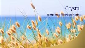  Presentation with southern beach grass - Beautiful slide set featuring sand ornament - bunny tails grass lagurus ovatus backdrop and a sky blue colored foreground