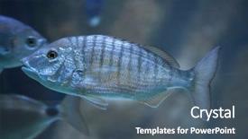  Presentation with sand - PPT layouts consisting of sand-steenbras-lithognathus-mormyrus background and a ocean colored foreground