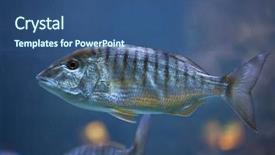  Presentation with sand - PPT theme with sand-steenbras-lithognathus-mormyrus background and a ocean colored foreground