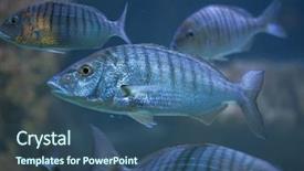  Presentation with sand - Theme consisting of sand-steenbras-lithognathus-mormyrus background and a ocean colored foreground