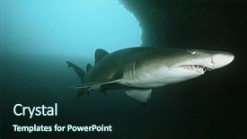  Presentation with ocean shark - Slides featuring sand tiger shark carcharias taurus background and a wine colored foreground