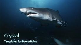  Presentation with shark - Beautiful presentation featuring sand tiger shark carcharias taurus backdrop and a wine colored foreground