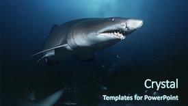  Presentation with shark - Colorful theme enhanced with digitally generated image made of colorful fractal to serve as backdrop for projects related to fantasy creativity imagination art and web design backdrop and a  colored foreground.