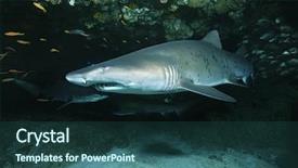  Presentation with ocean shark - Presentation theme featuring bronze plate sign with blue space for text isolated background and a teal colored foreground.