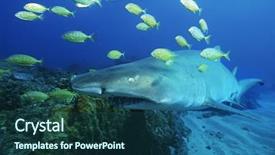  Presentation with ocean shark - Presentation enhanced with sand tiger shark carcharias taurus background and a ocean colored foreground