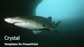  Presentation with ocean shark - Cool new presentation design with stream waterfall flowing from the red rocks selective focus backdrop and a gray colored foreground.