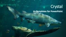  Presentation with shark - Presentation with sand tiger shark carcharias taurus background and a ocean colored foreground