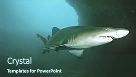  Presentation with ocean shark - Theme featuring sand tiger shark carcharias taurus background and a ocean colored foreground