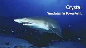  Presentation with ocean shark - Beautiful theme featuring sand tiger shark carcharias taurus backdrop and a teal colored foreground